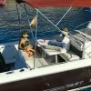 Location de la vedette Ibiza White Shark 04